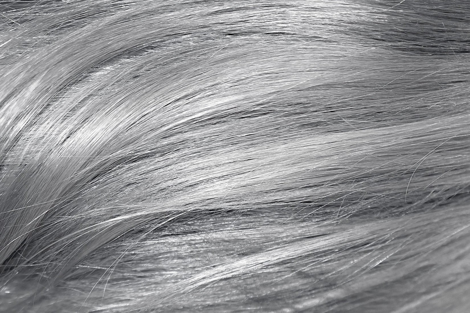 gray hair salon directory 11 768x512